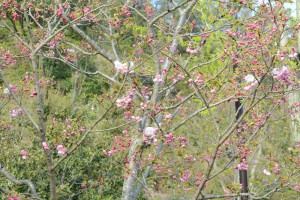 20160413ショウゲツ 　(松月)サクラが開花しました (3)